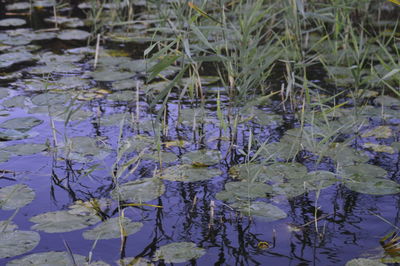 Reflection of water in lake