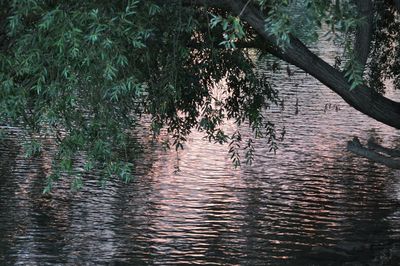 Reflection of trees in water
