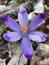 Close-up of purple crocus flowers