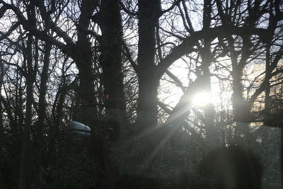 Low angle view of trees against sky during sunset