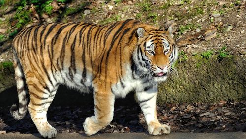 Close-up of tiger