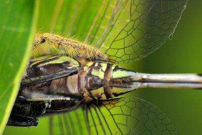 Close-up of insect on leaf