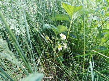 High angle view of flowering plants on field