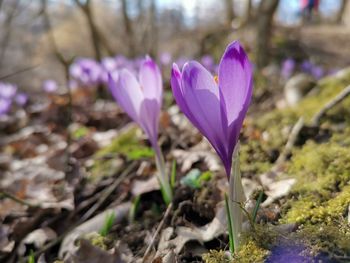 Close-up of purple crocus flowers on field