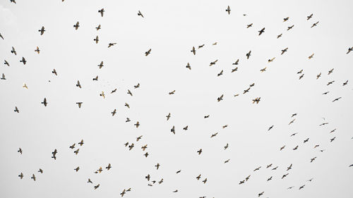 Low angle view of birds flying in the sky