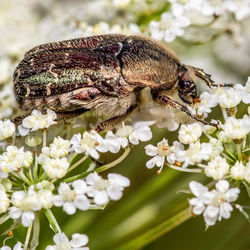 Close-up of insect on flower