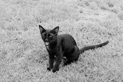 Black dog on grassy field