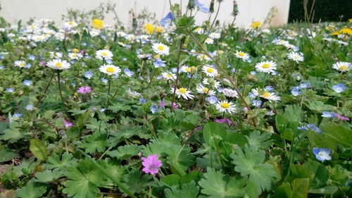 Close-up of flowering plants