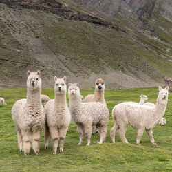 Sheep standing in a field