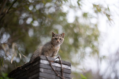 Portrait of a cat