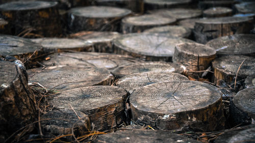 Close-up of logs in forest