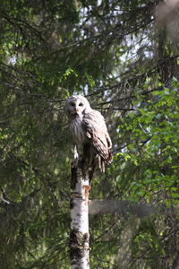 Low angle view of owl perching on tree