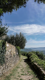 Plants growing by wall against sky