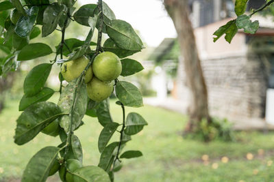 Close-up of fruits growing on tree