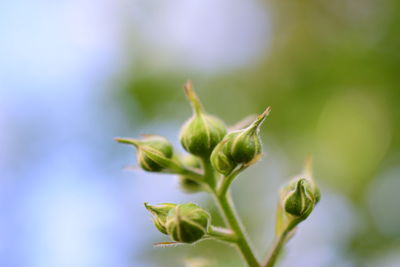 Close-up of flower buds