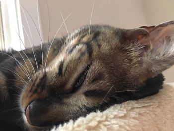 Close-up of cat relaxing at home