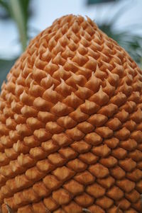 Close-up of plant against blurred background
