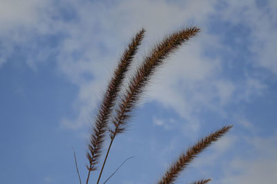 Low angle view of stalks against blue sky