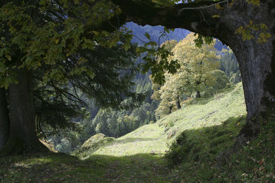 Trees in forest