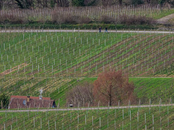 Scenic view of agricultural field