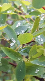 Close-up of leaves