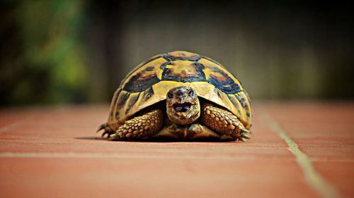 Close-up of plant against blurred background
