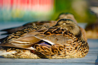 Close-up of a bird