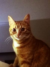 Close-up portrait of cat sitting