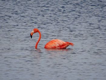 View of bird in lake