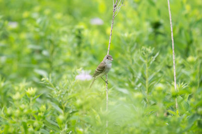 Close-up of bird perching on plant