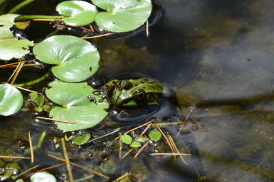 Close-up of leaves in pond
