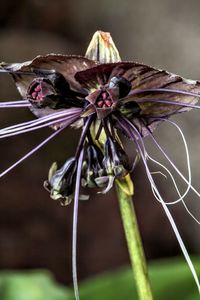 Close-up of honey bee on flower