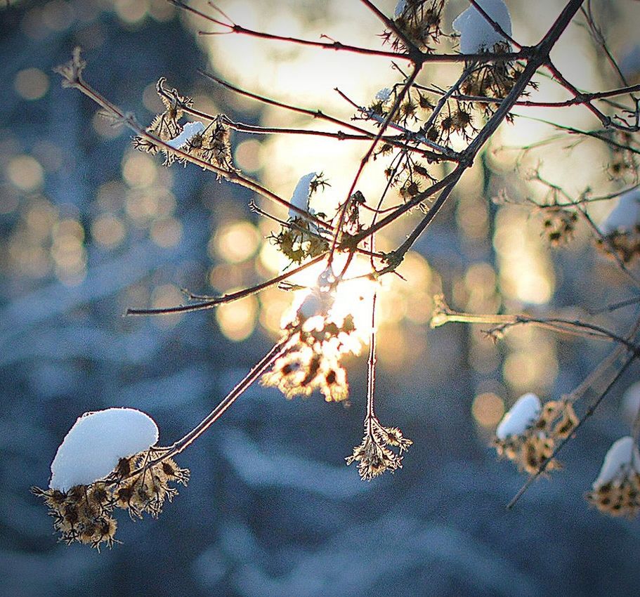 CLOSE-UP OF FLOWER TREE HANGING AGAINST SKY