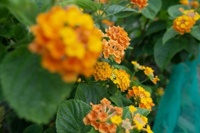 Close-up of yellow flowering plant