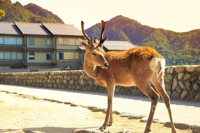 Antelope standing at roadside