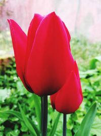 Close-up of red flower blooming outdoors