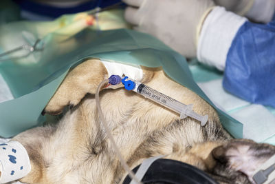 A small pug lying sleeping under general anesthesia with syringe still attached to the iv