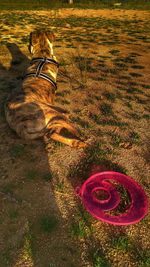 High angle view of dog on field