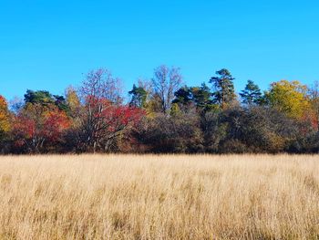 Trees on field against clear blue sky