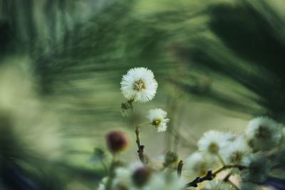 Close-up of white dandelion flower