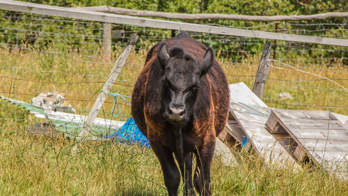 Horse in ranch