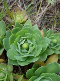 Close-up of succulent plant