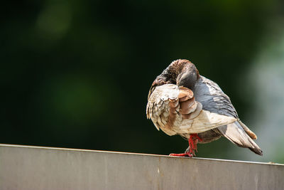 Close-up of bird perching on railing