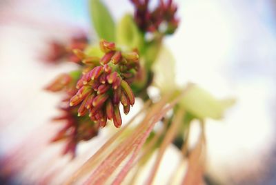 Close-up of pink flowering plant