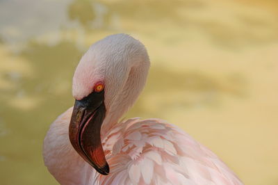 Close-up of a flamingo 