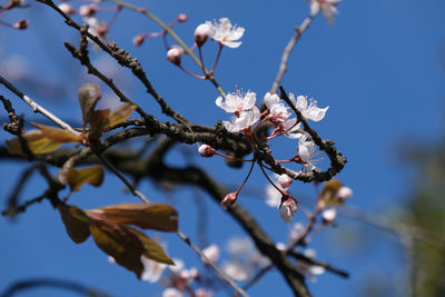 Close-up of cherry blossoms in spring