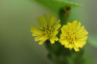 Close-up of yellow flower