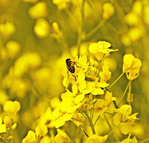 Close-up of bee pollinating on yellow flower