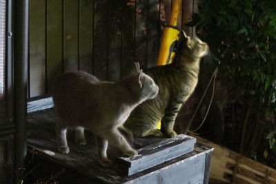 View of cat