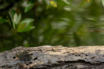 View of a lizard on rock